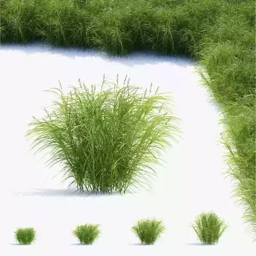 Carex muskingumensis grass  3D model