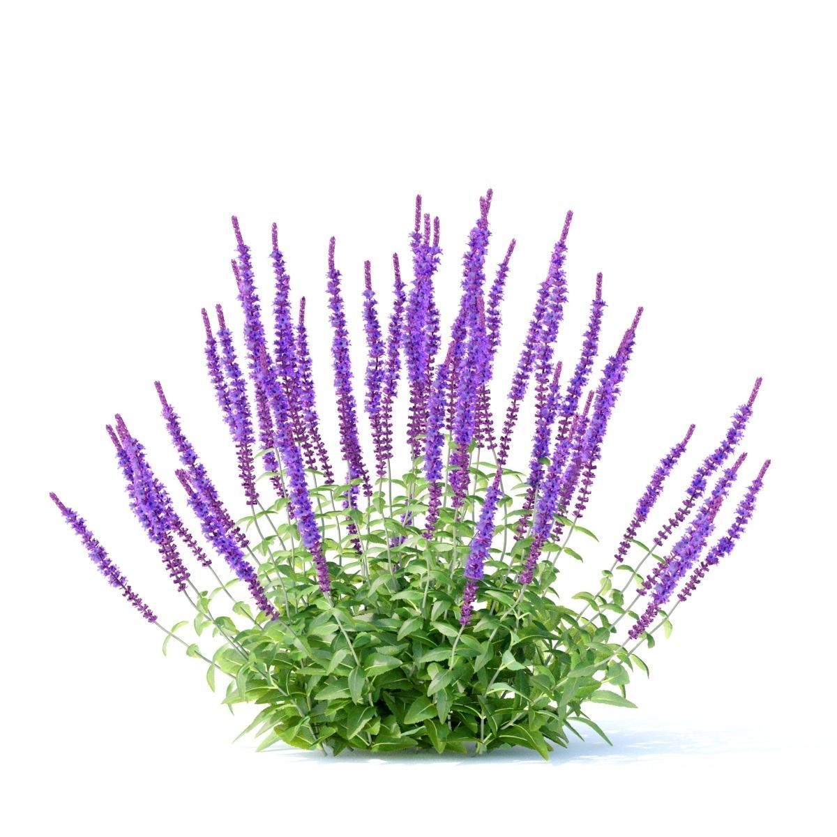 Salvia nemorosa 3D model_5
