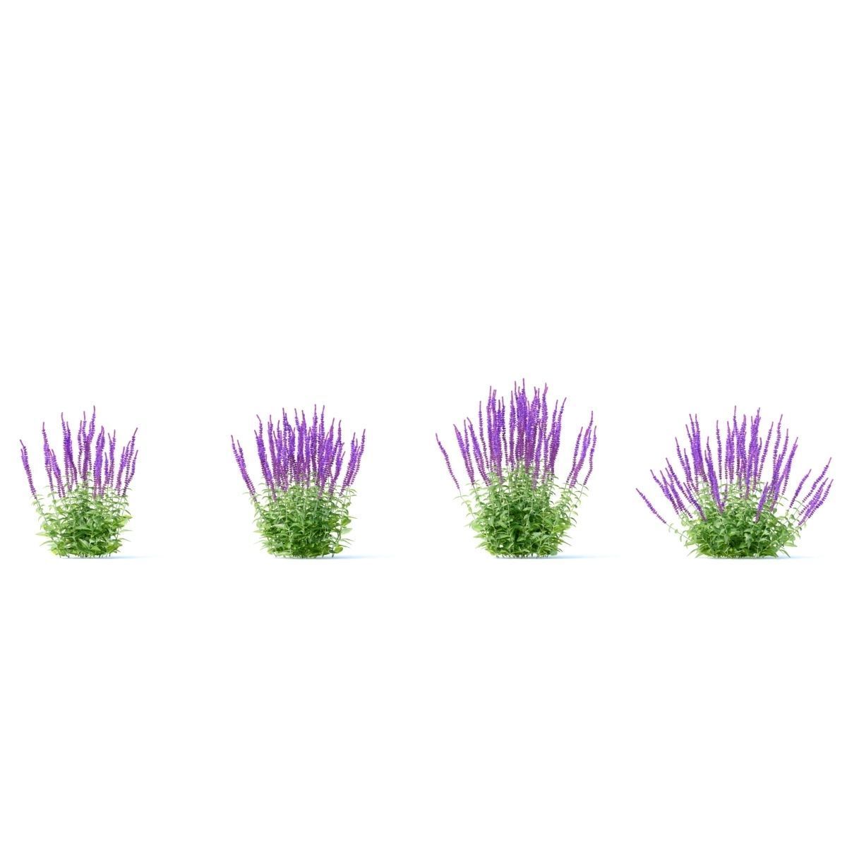 Salvia nemorosa 3D model_9