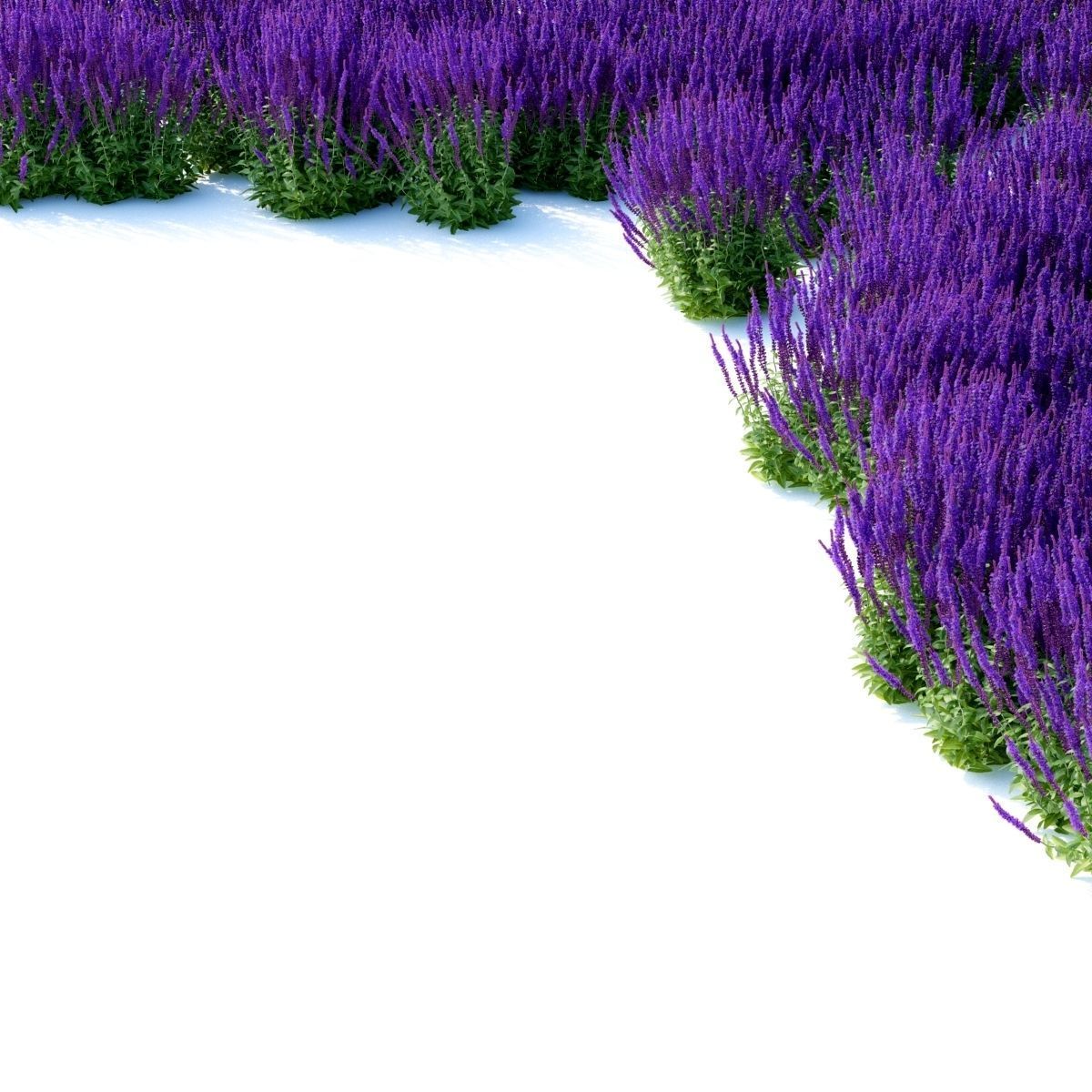Salvia nemorosa 3D model_8