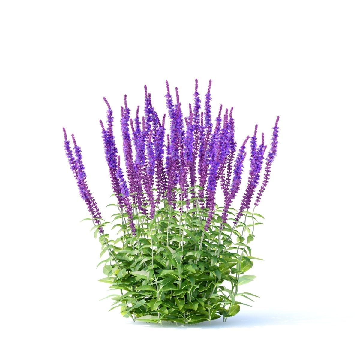 Salvia nemorosa 3D model_7
