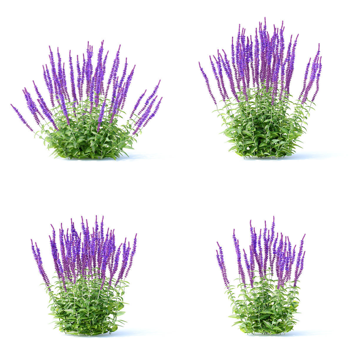 Salvia nemorosa 3D model_2
