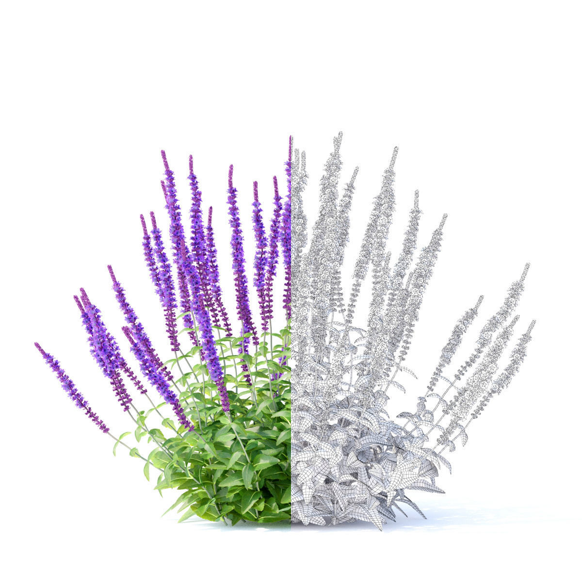 Salvia nemorosa 3D model_1