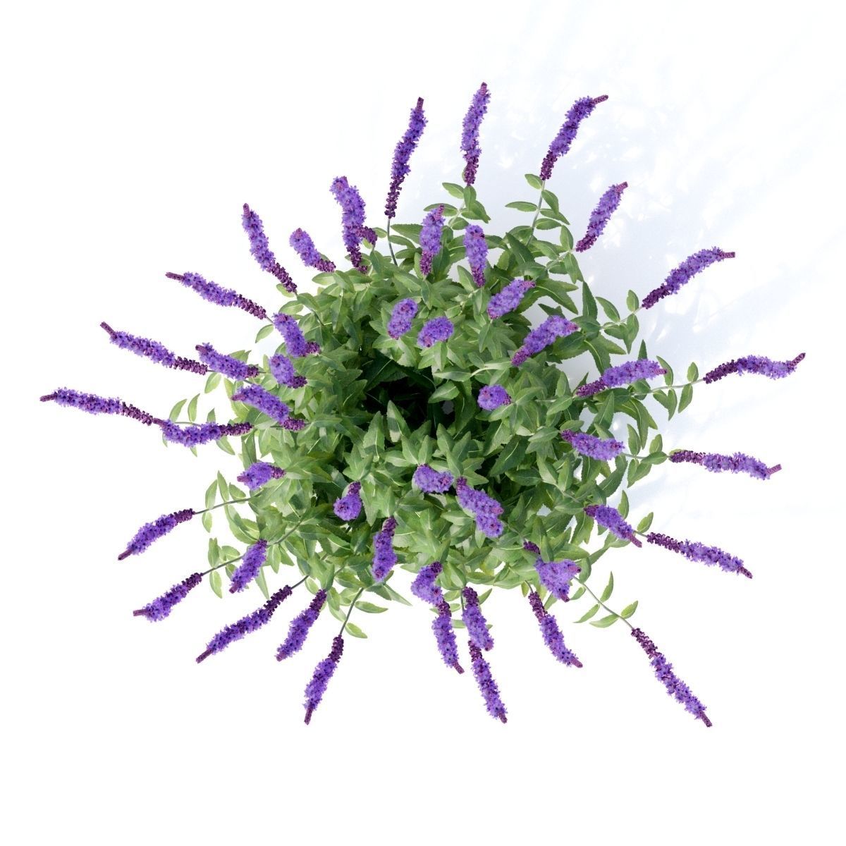 Salvia nemorosa 3D model_11