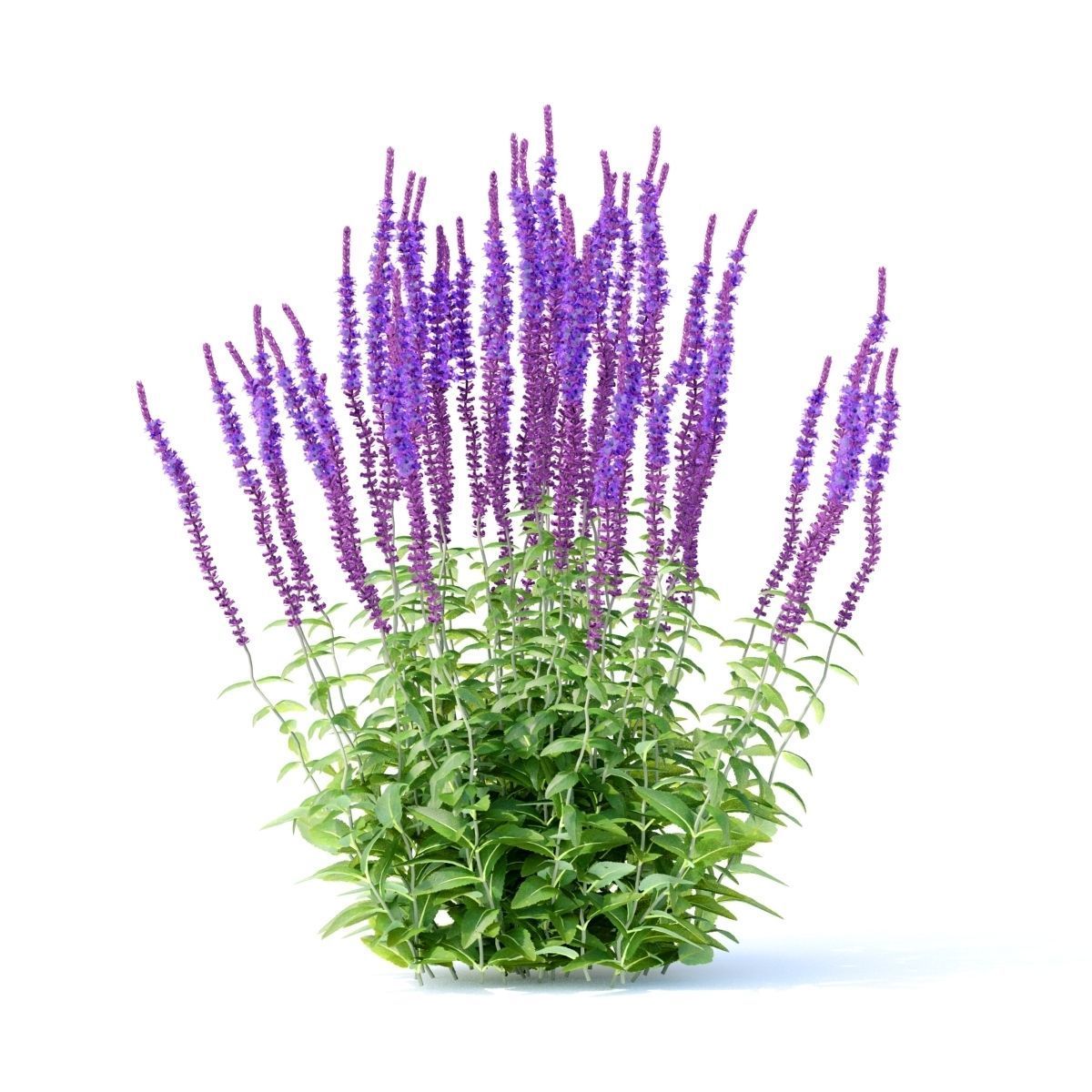 Salvia nemorosa 3D model_6