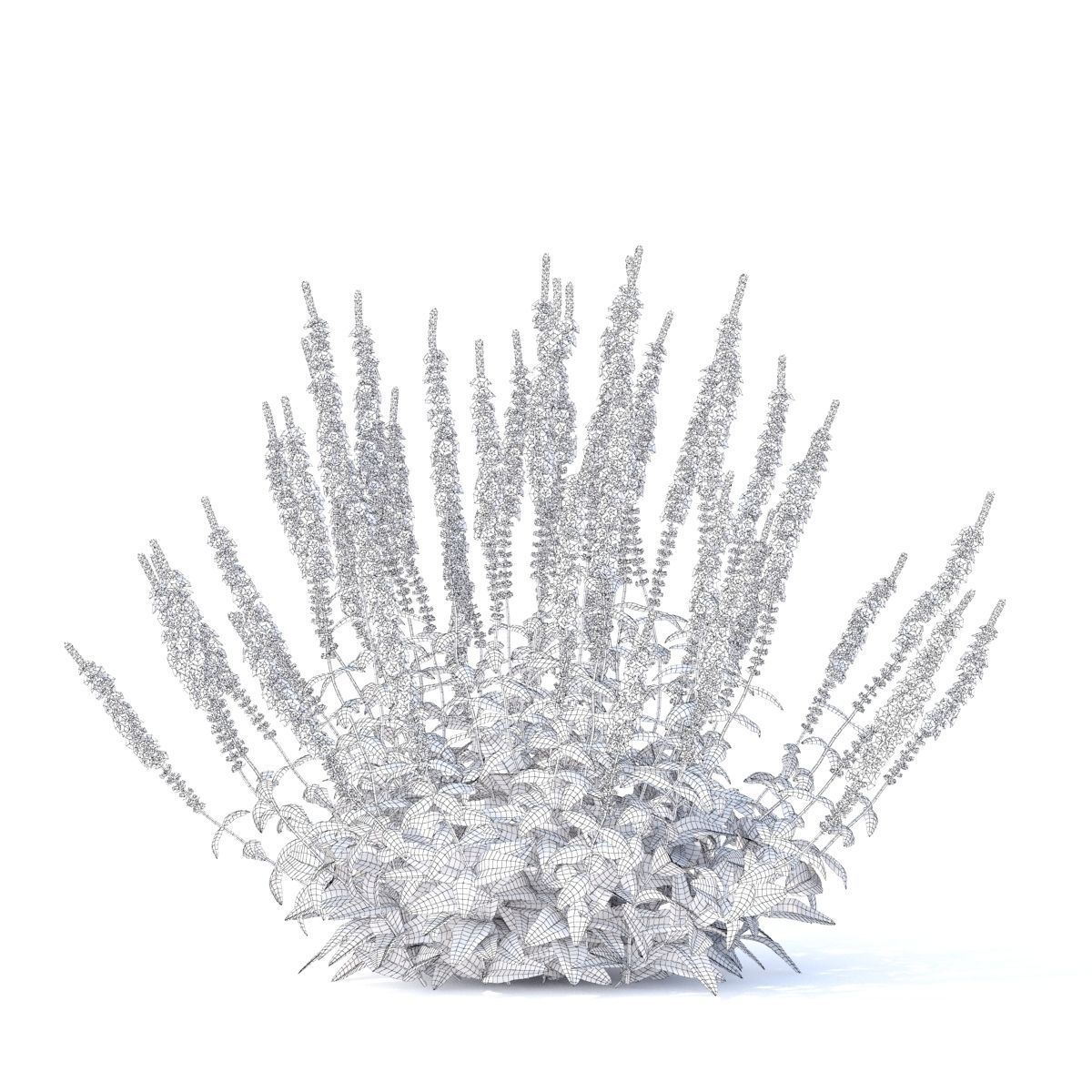 Salvia nemorosa 3D model_10