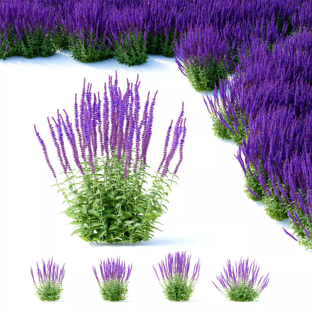Salvia nemorosa 3D model_0
