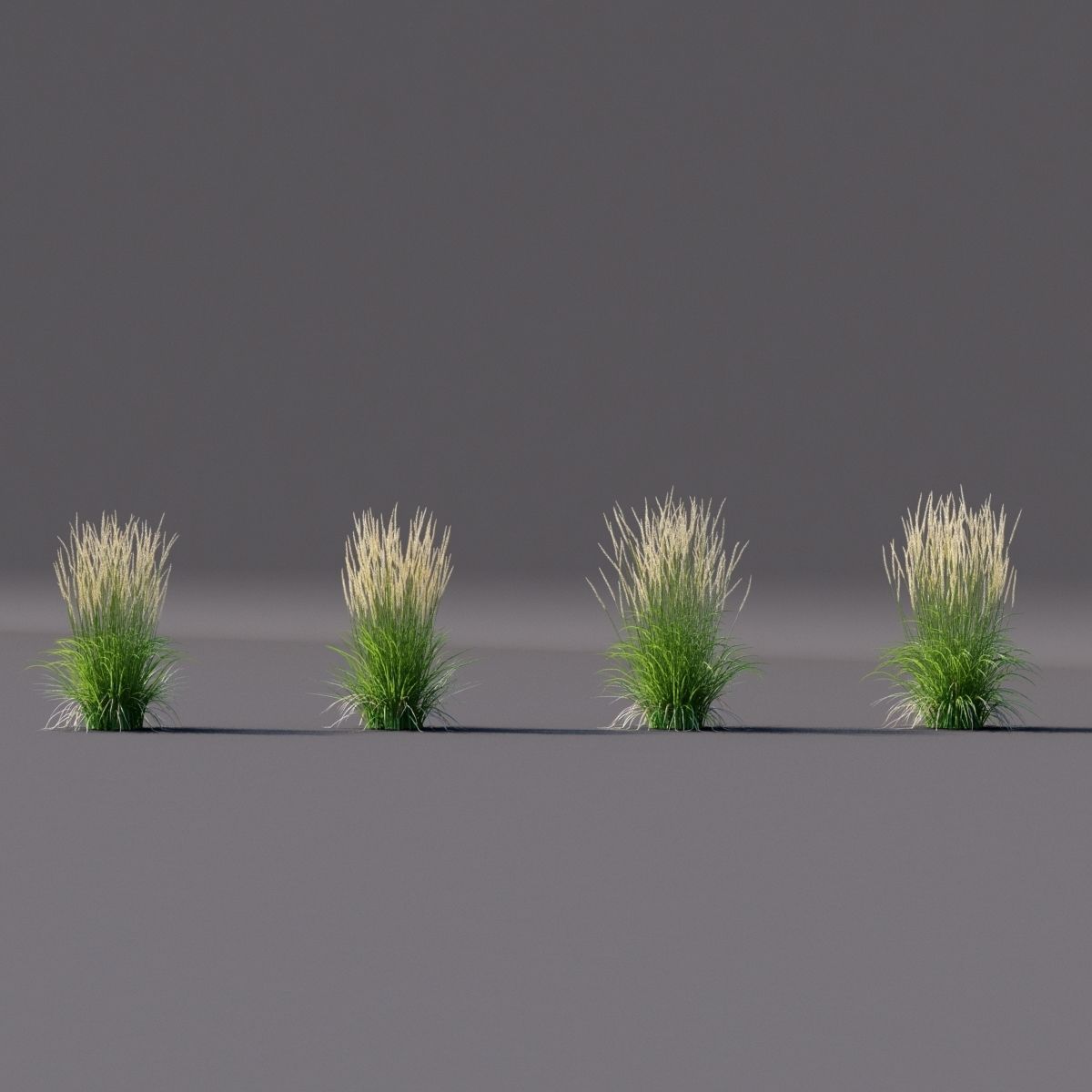 Calamagrostis acutiflora Karl Foerster grass  3D model_7