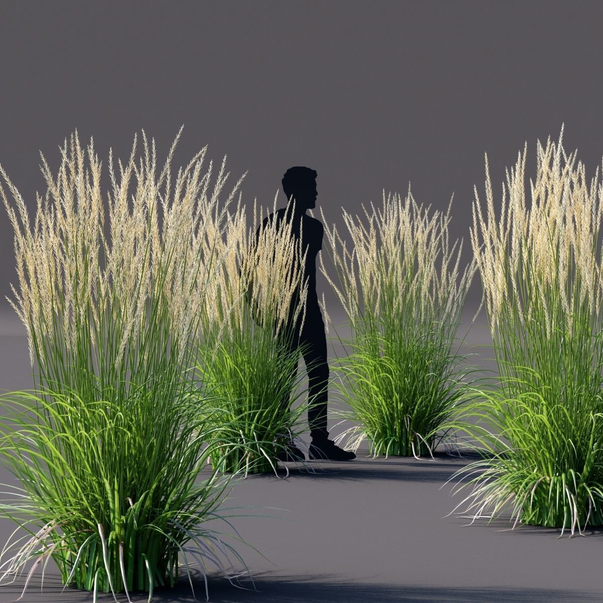 Calamagrostis acutiflora Karl Foerster grass  3D model_6