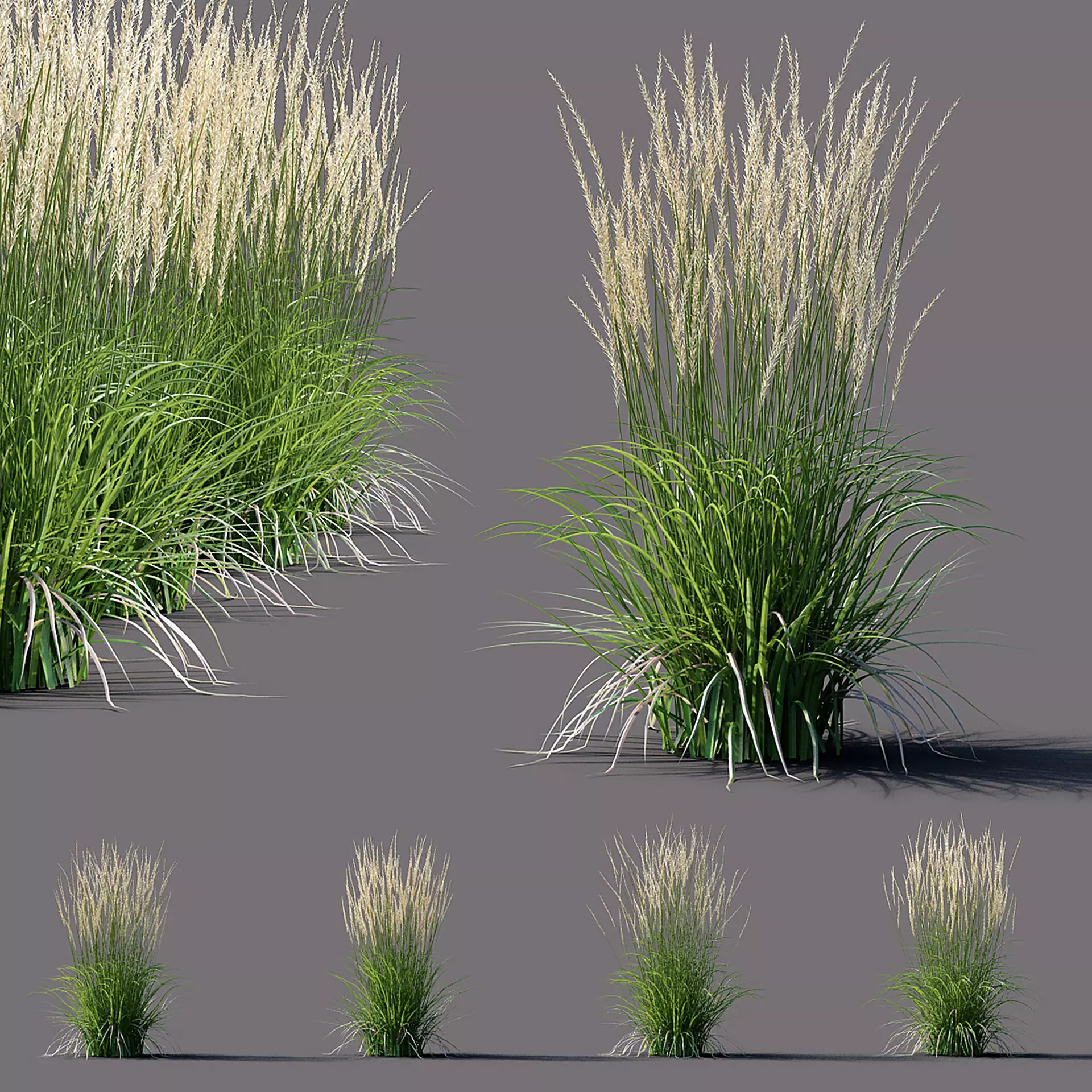 Calamagrostis acutiflora Karl Foerster grass  3D model_0