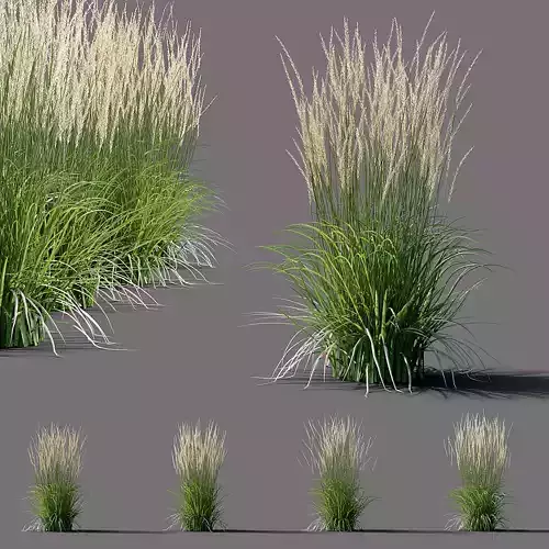 Calamagrostis acutiflora Karl Foerster grass 