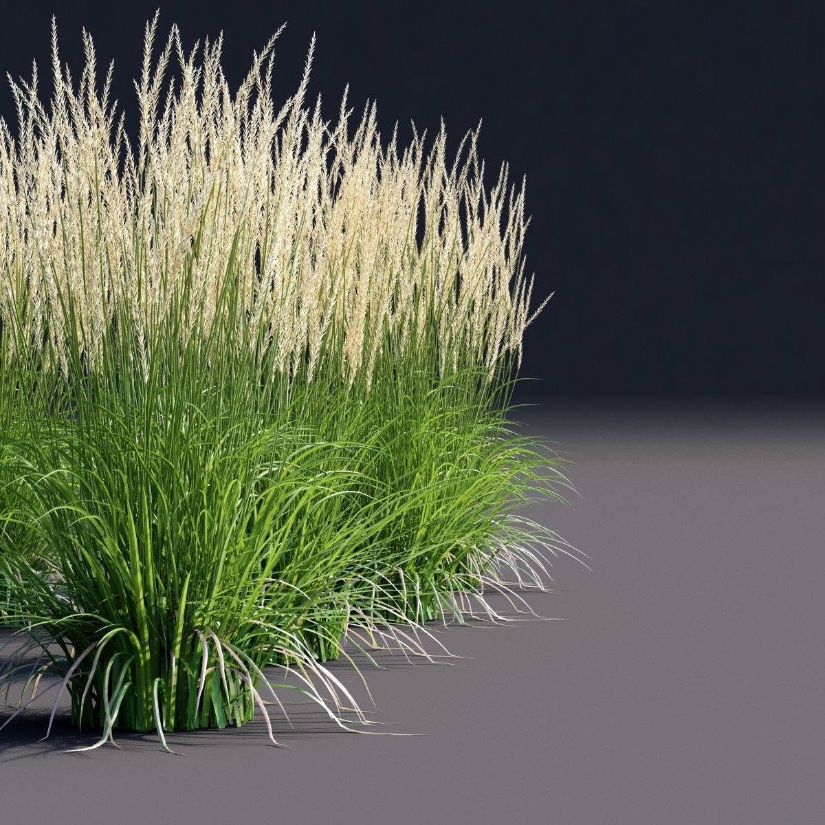 Calamagrostis acutiflora Karl Foerster grass  3D model_5