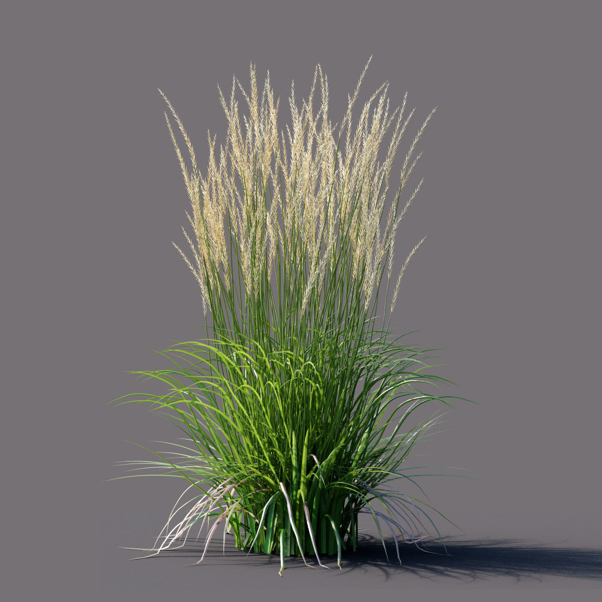 Calamagrostis acutiflora Karl Foerster grass  3D model_2