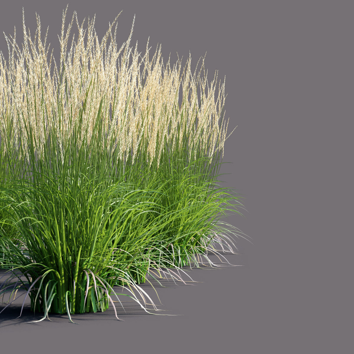 Calamagrostis acutiflora Karl Foerster grass  3D model_1