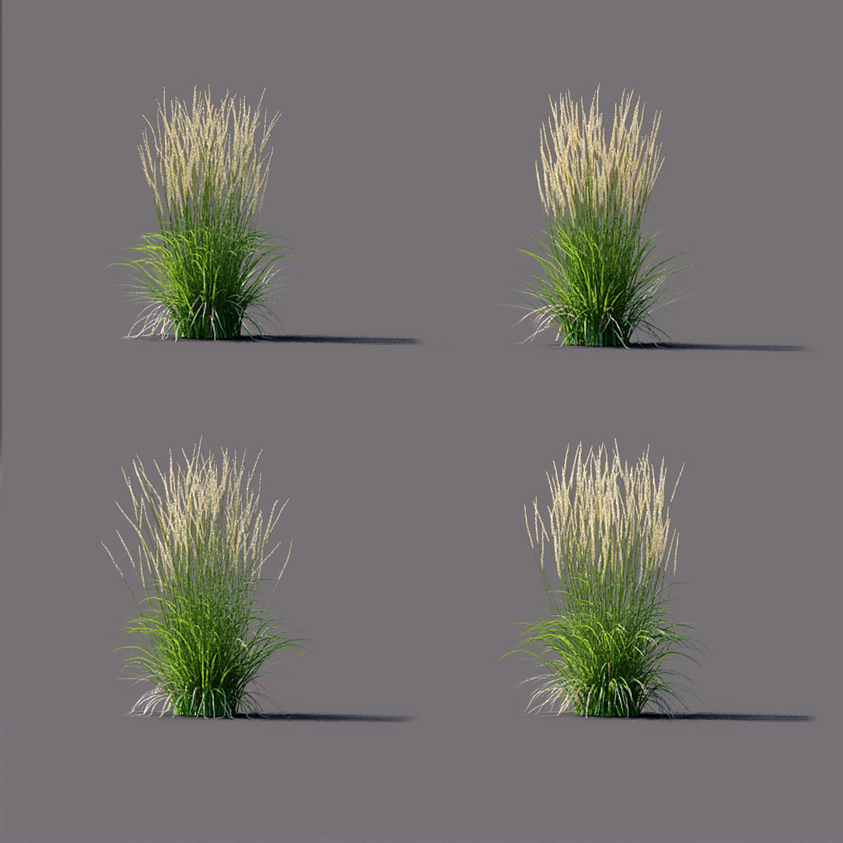 Calamagrostis acutiflora Karl Foerster grass  3D model_3