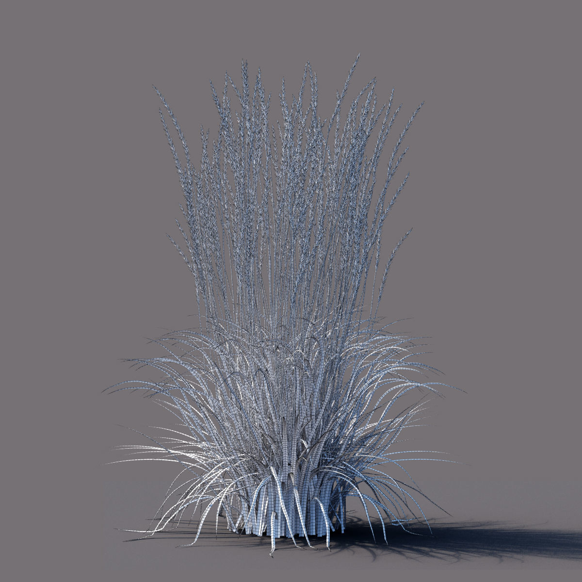 Calamagrostis acutiflora Karl Foerster grass  3D model_4