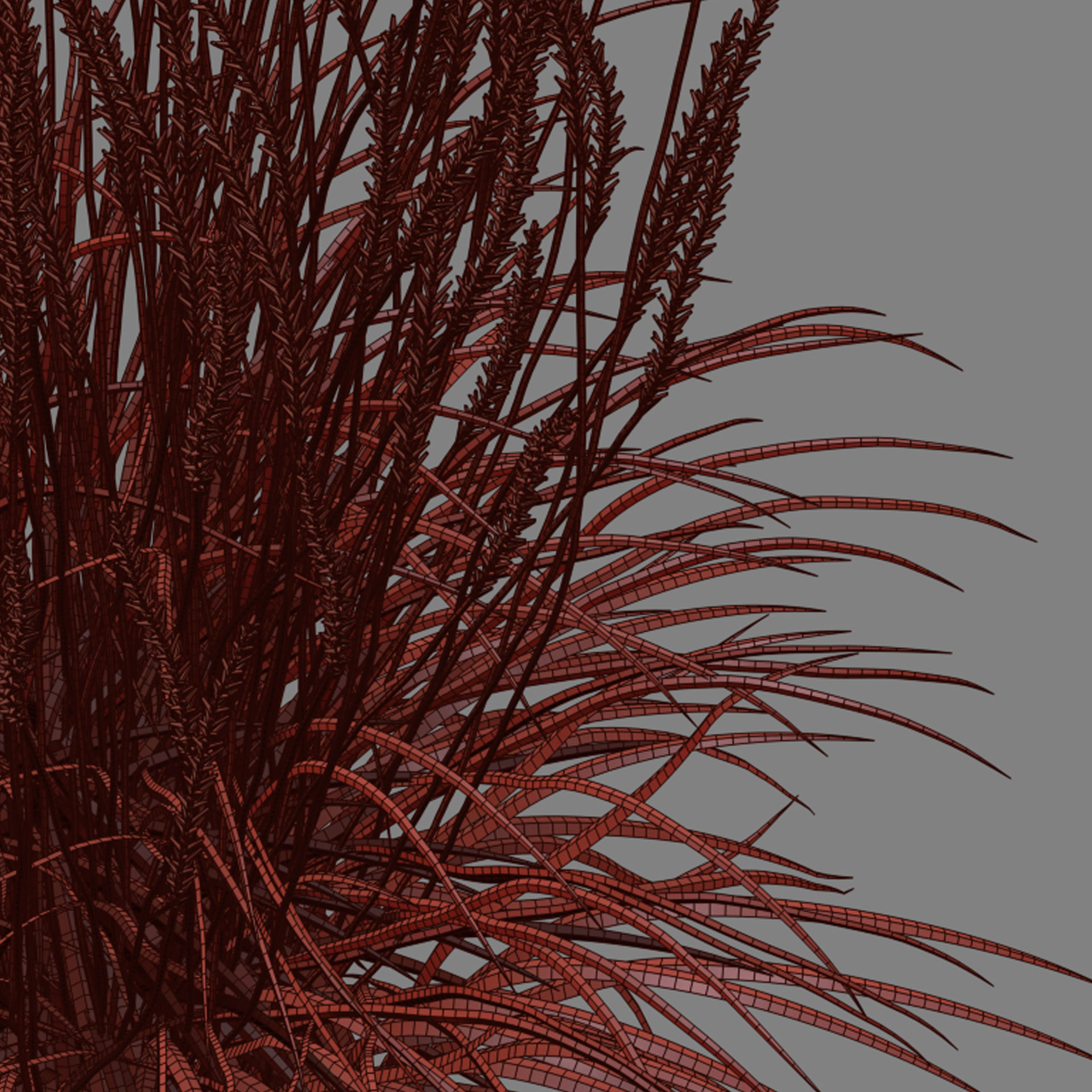 Calamagrostis acutiflora Karl Foerster grass  3D model_8