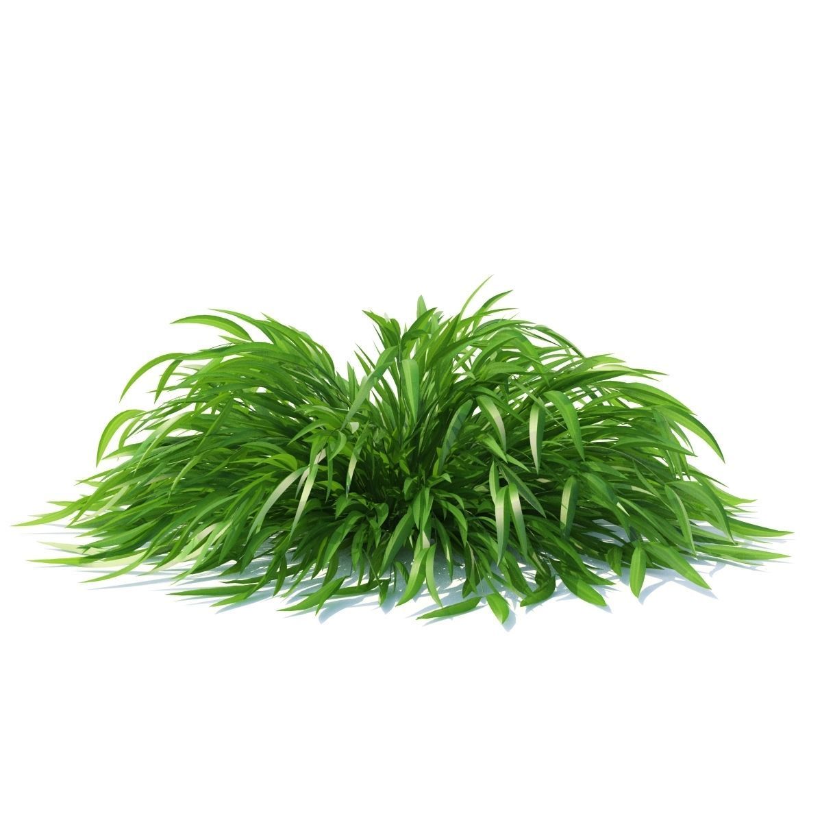 Hakonechloa macra grass vol 3 3D model_3