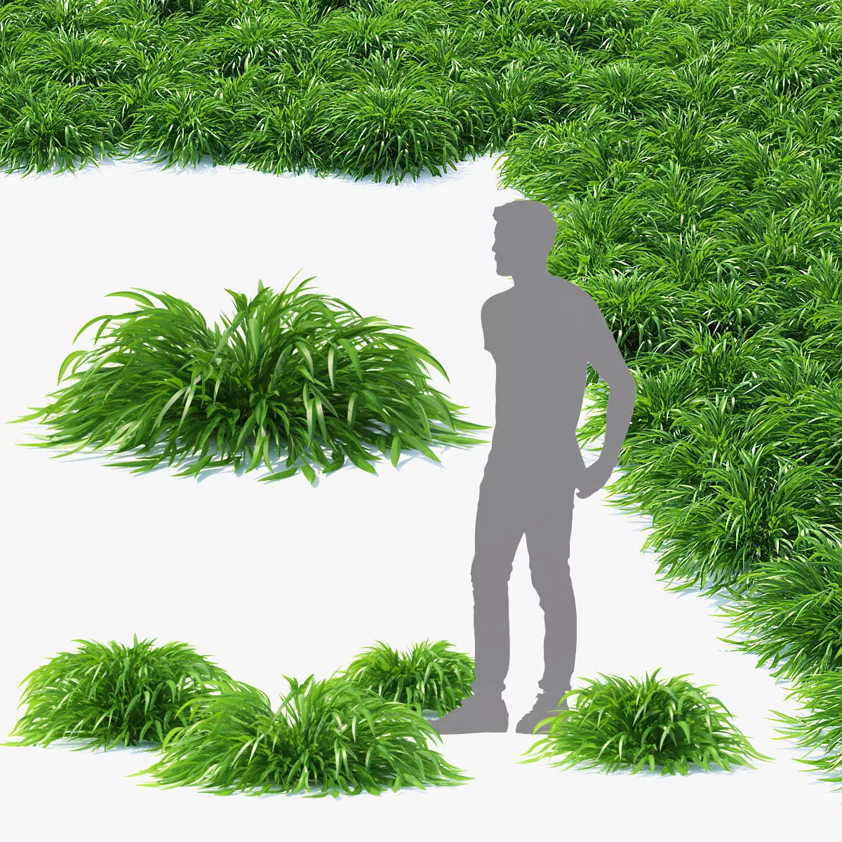 Hakonechloa macra grass vol 3 3D model_0