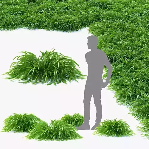  Hakonechloa macra grass vol 3 3D model