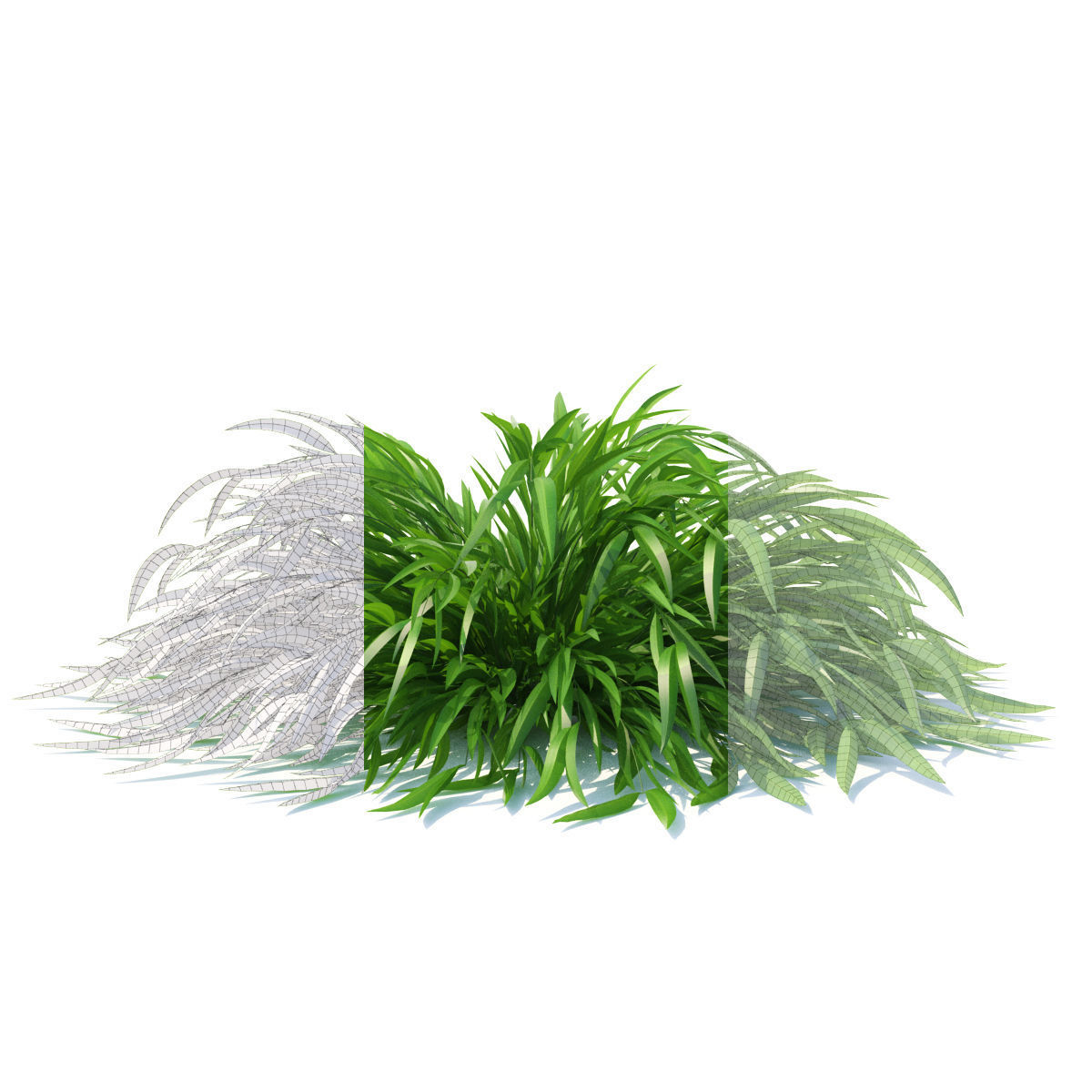 Hakonechloa macra grass vol 3 3D model_6