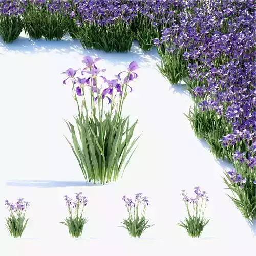 Iris germanica flower