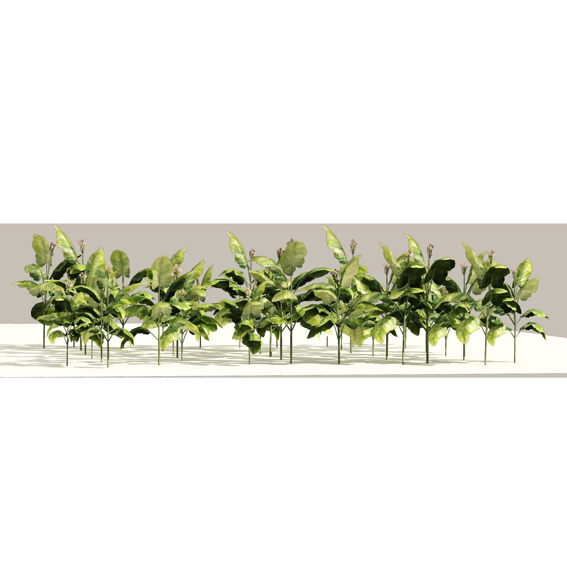 Tobacco Plants Field Low-poly 3D model_9