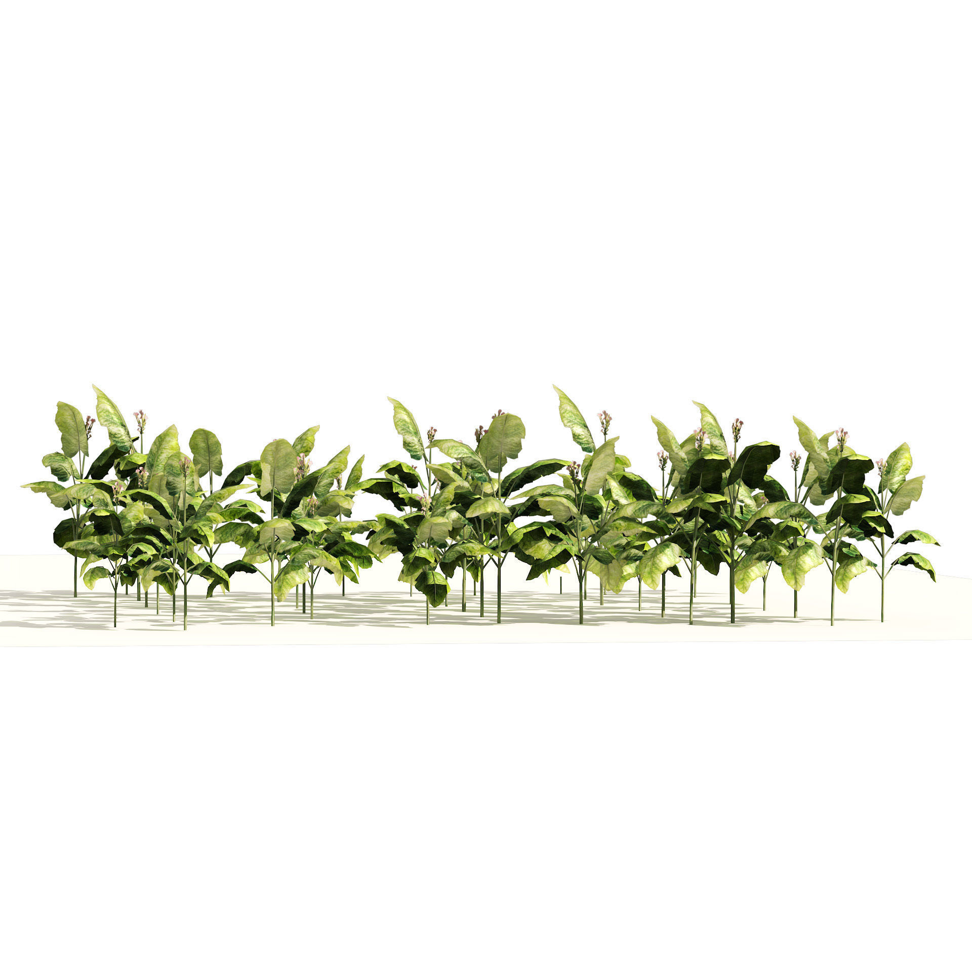 Tobacco Plants Field Low-poly 3D model_4