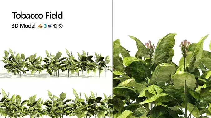 Tobacco Plants Field Low-poly 3D model