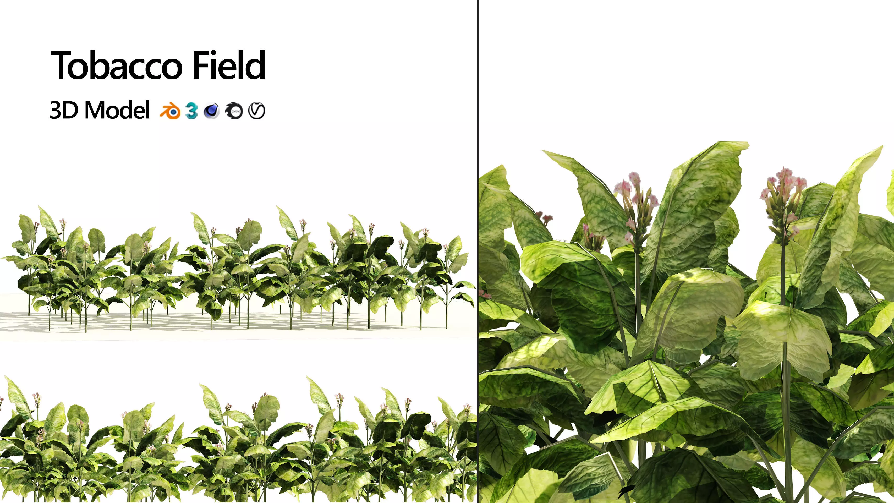 Tobacco Plants Field Low-poly 3D model_0