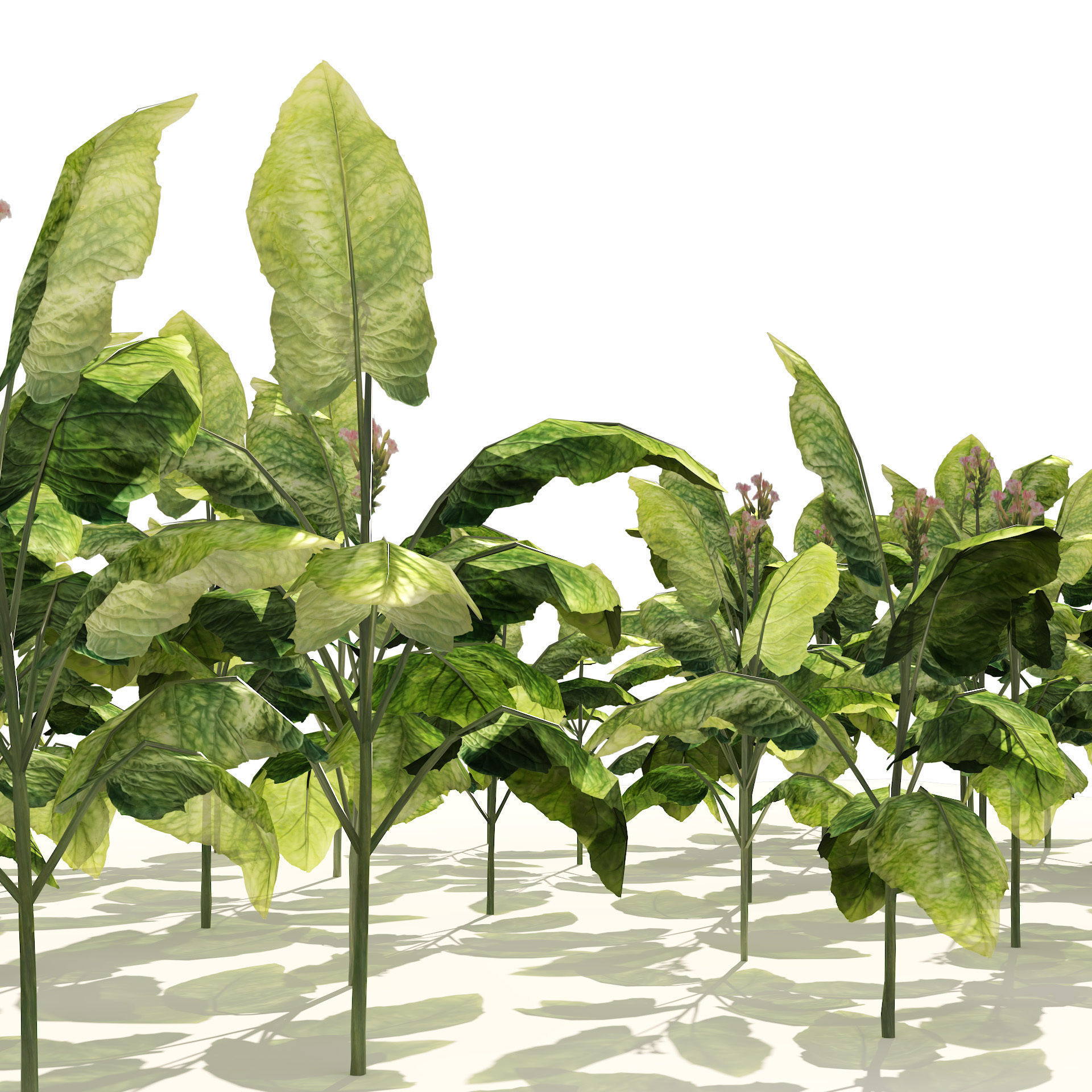 Tobacco Plants Field Low-poly 3D model_3