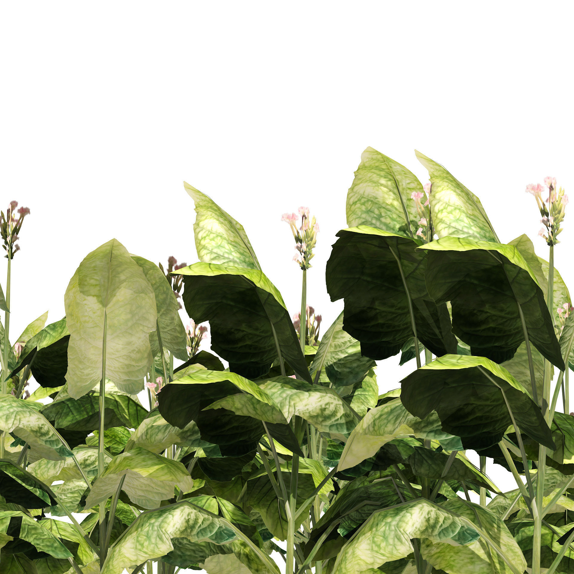 Tobacco Plants Field Low-poly 3D model_2