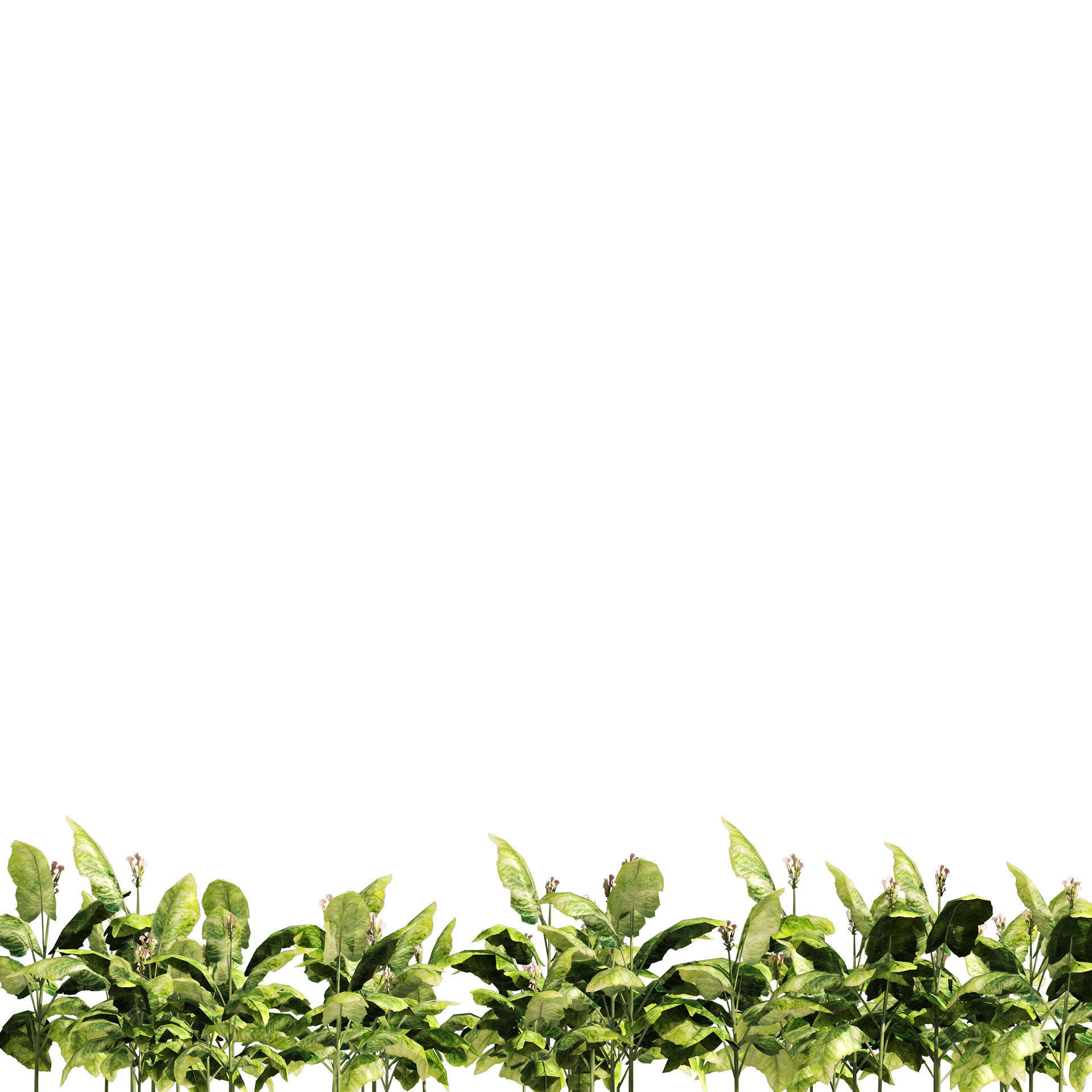 Tobacco Plants Field Low-poly 3D model_5