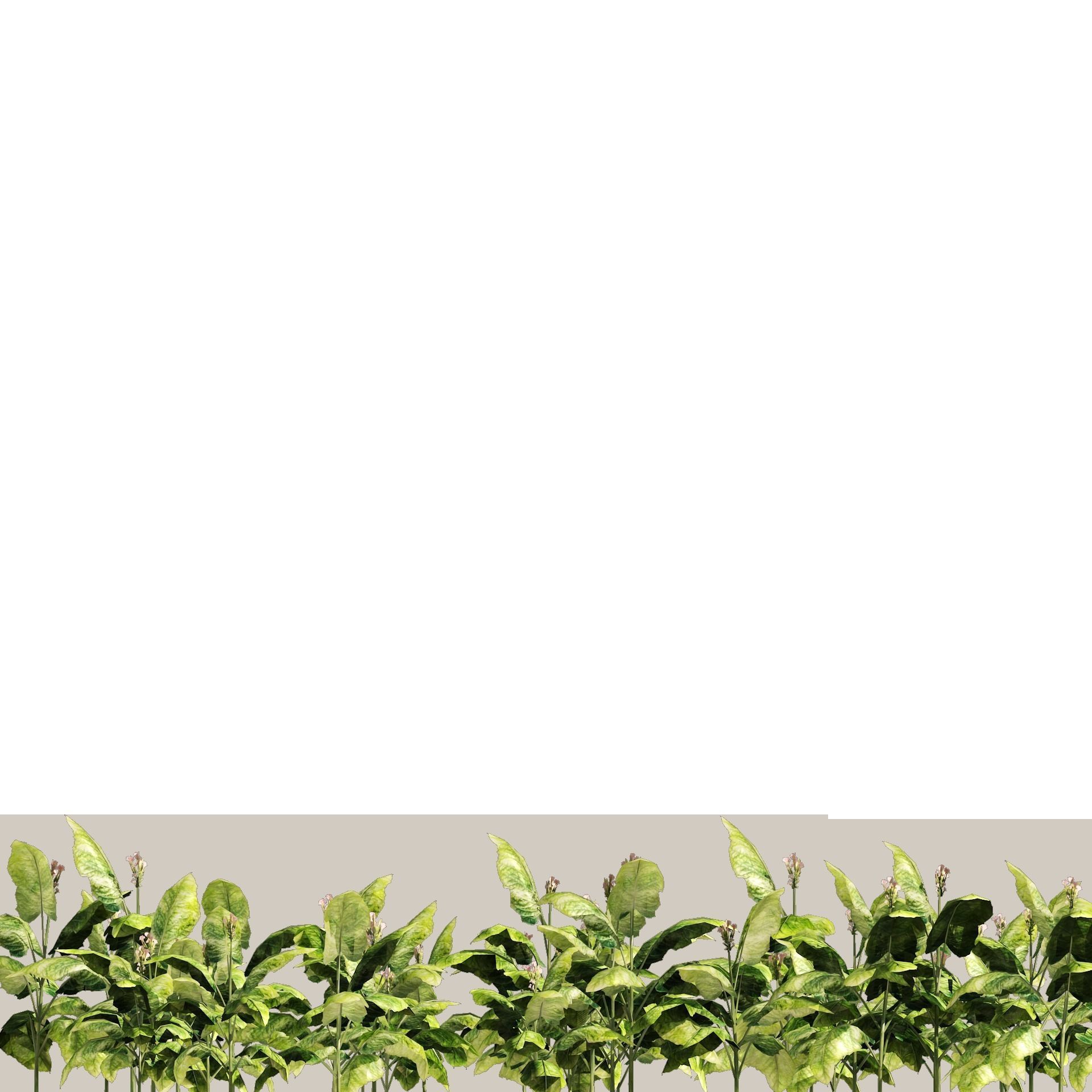 Tobacco Plants Field Low-poly 3D model_6