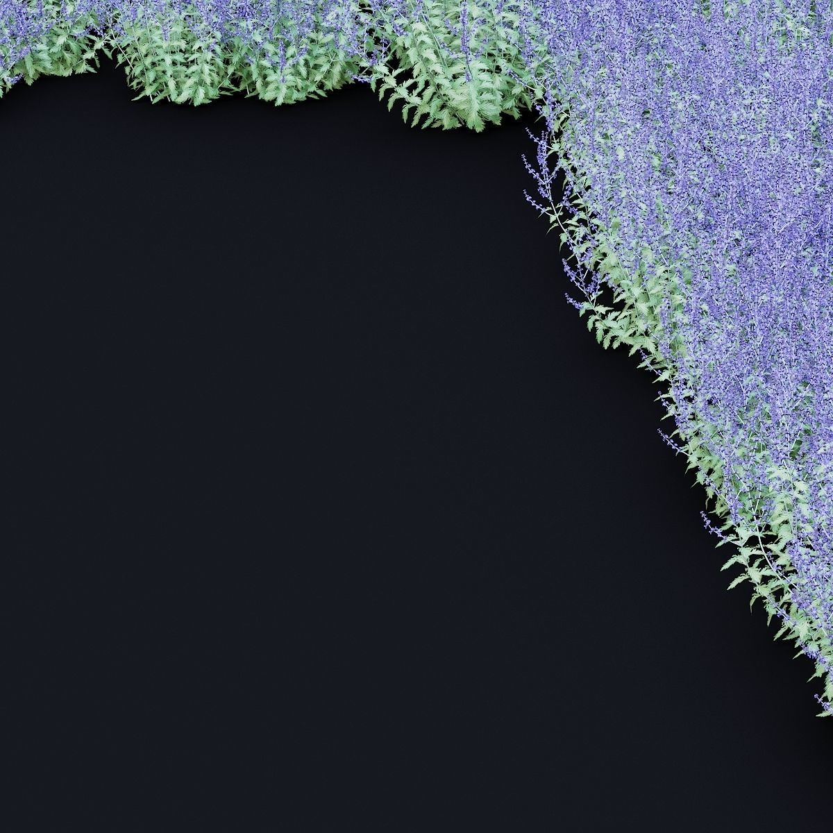 Perovskia atriplicifolia flower 3D model_6