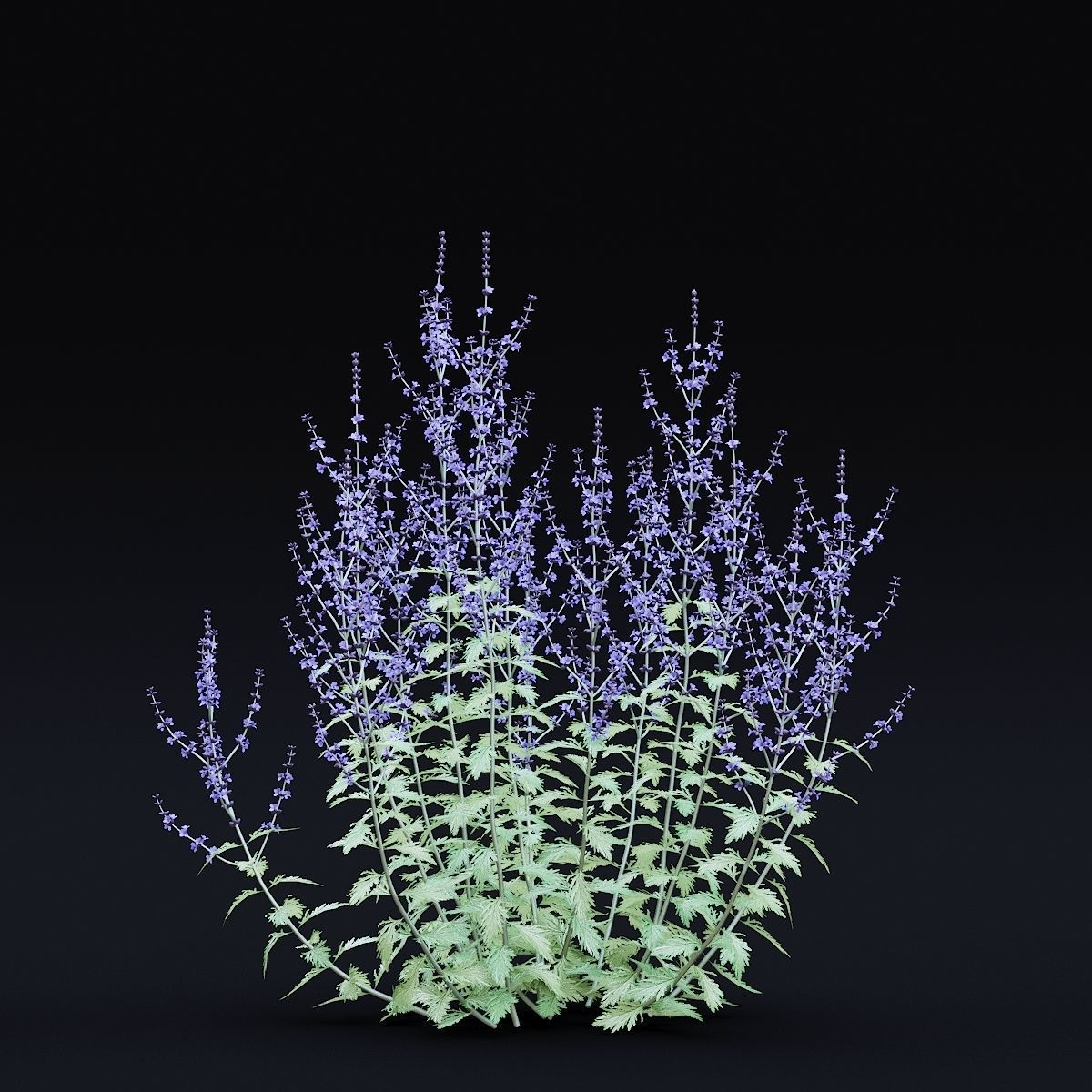 Perovskia atriplicifolia flower 3D model_2