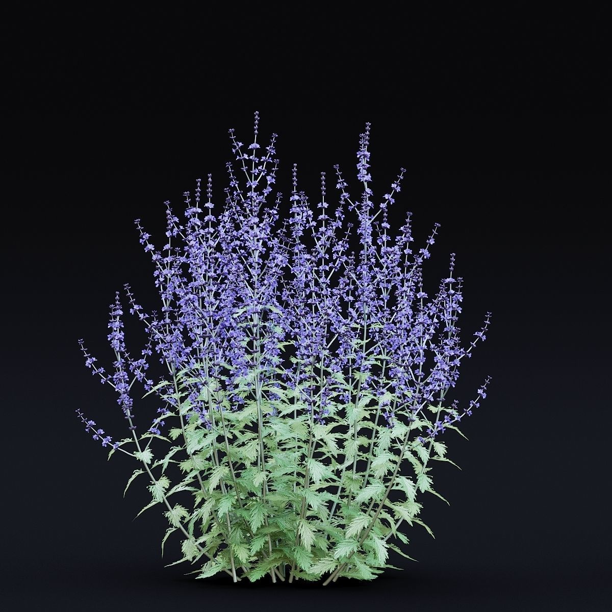 Perovskia atriplicifolia flower 3D model_3