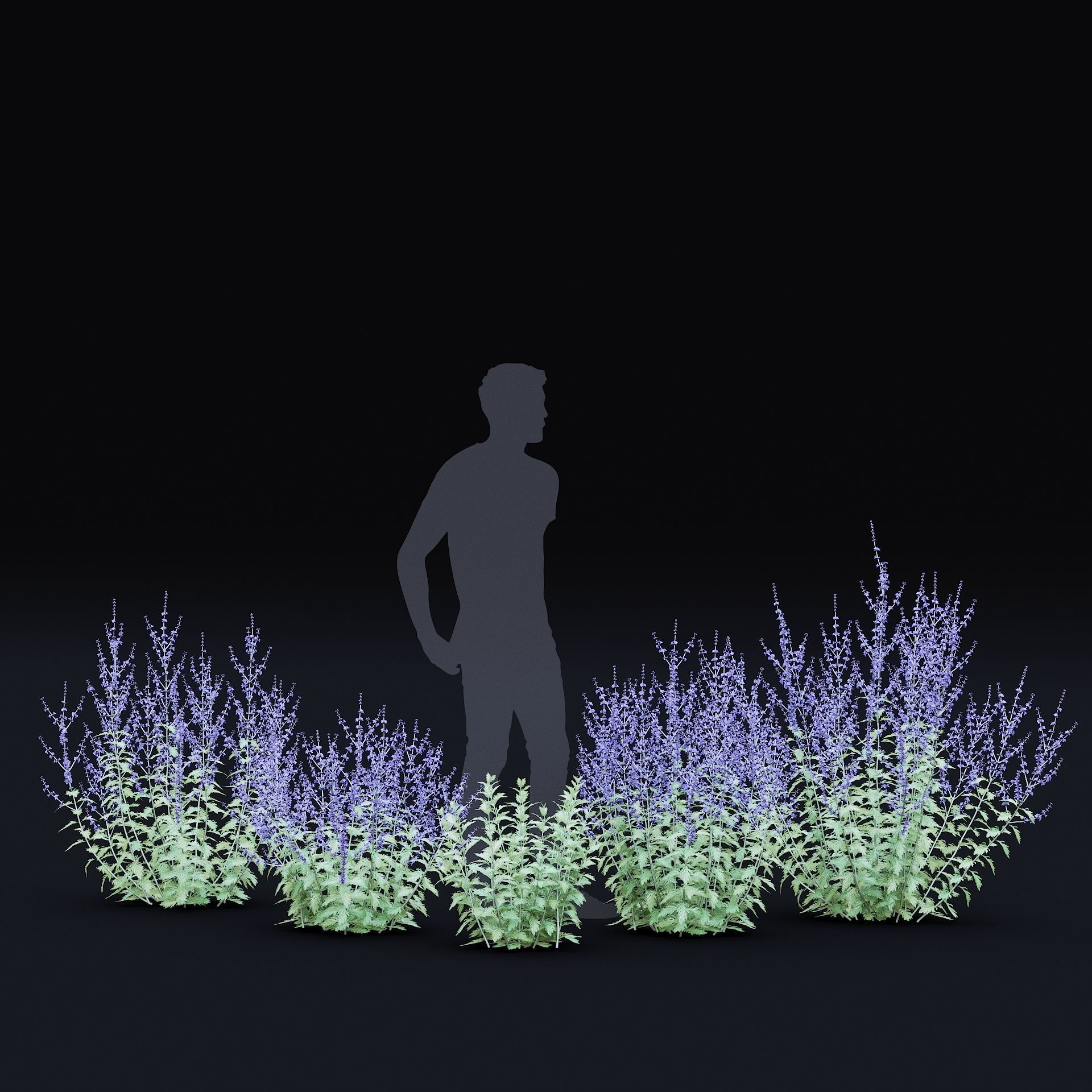 Perovskia atriplicifolia flower 3D model_8