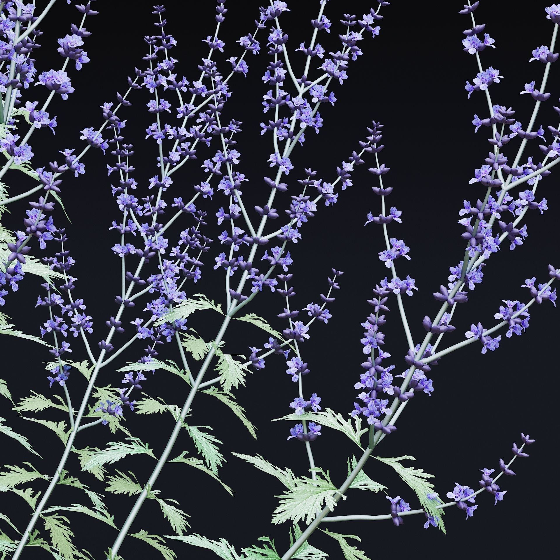 Perovskia atriplicifolia flower 3D model_10