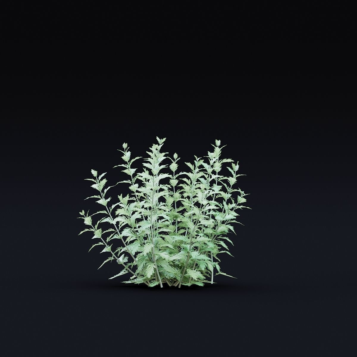 Perovskia atriplicifolia flower 3D model_5