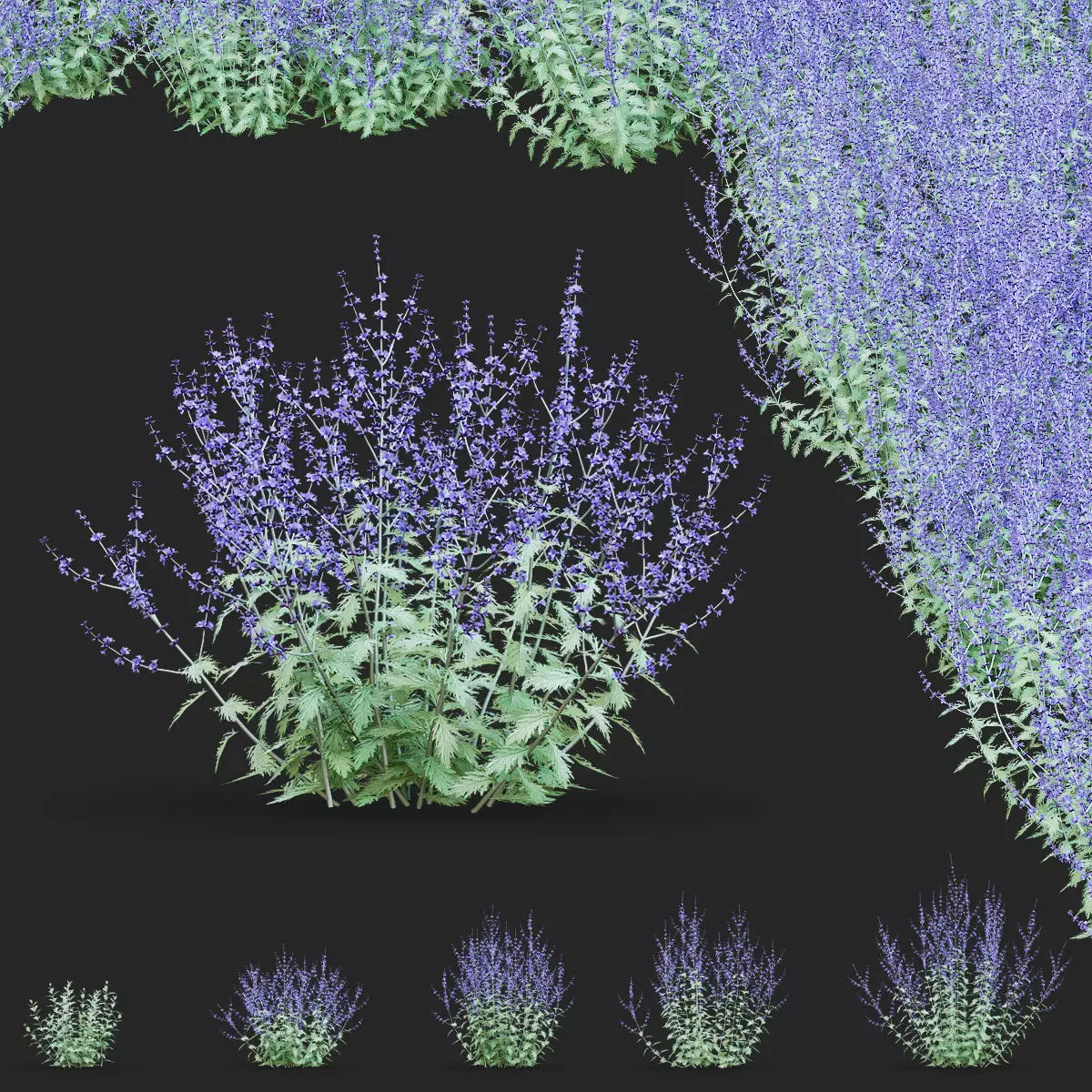 Perovskia atriplicifolia flower 3D model_0