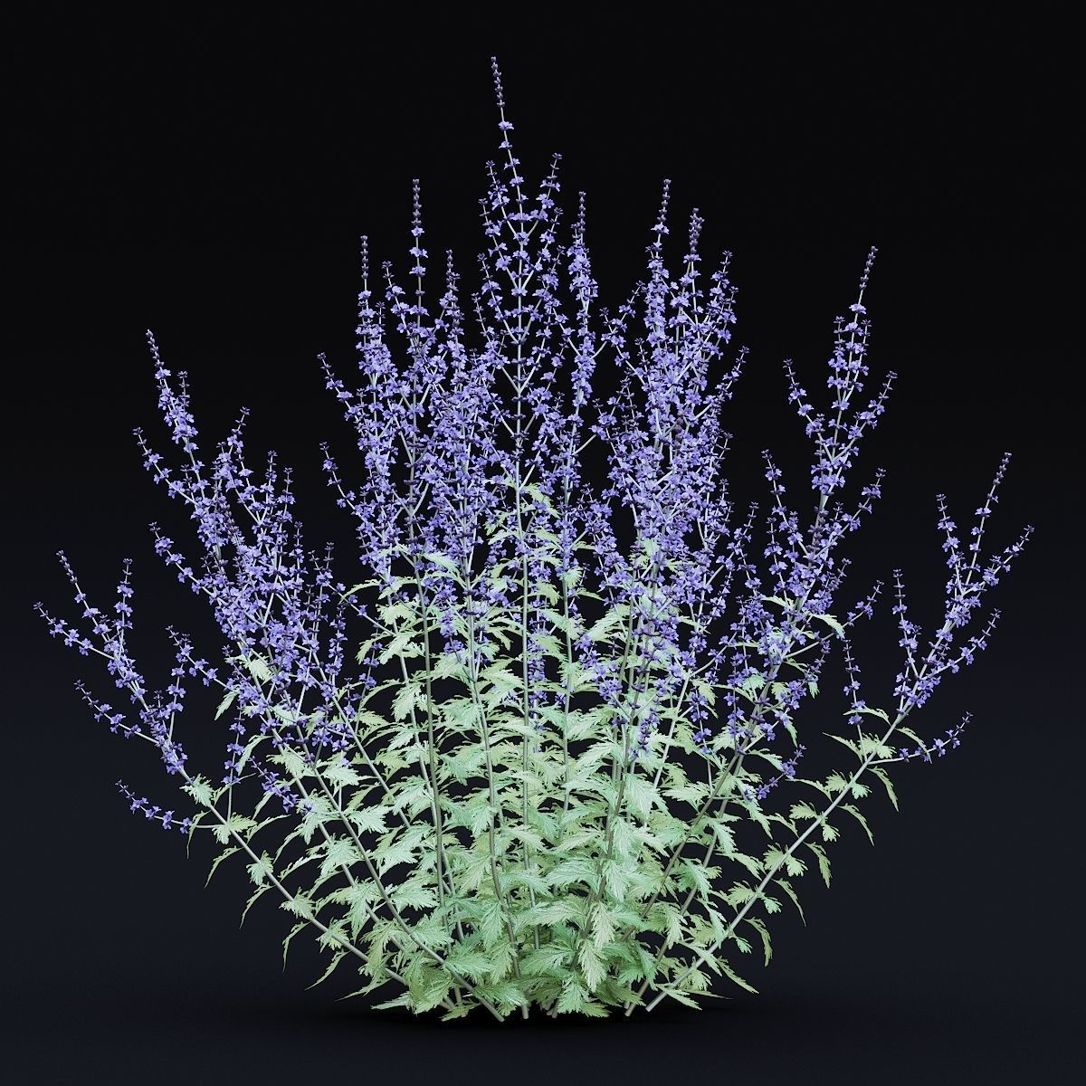 Perovskia atriplicifolia flower 3D model_1