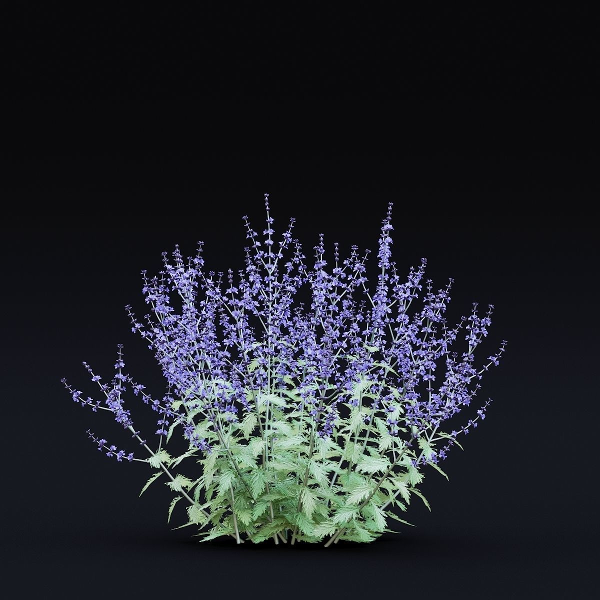 Perovskia atriplicifolia flower 3D model_4