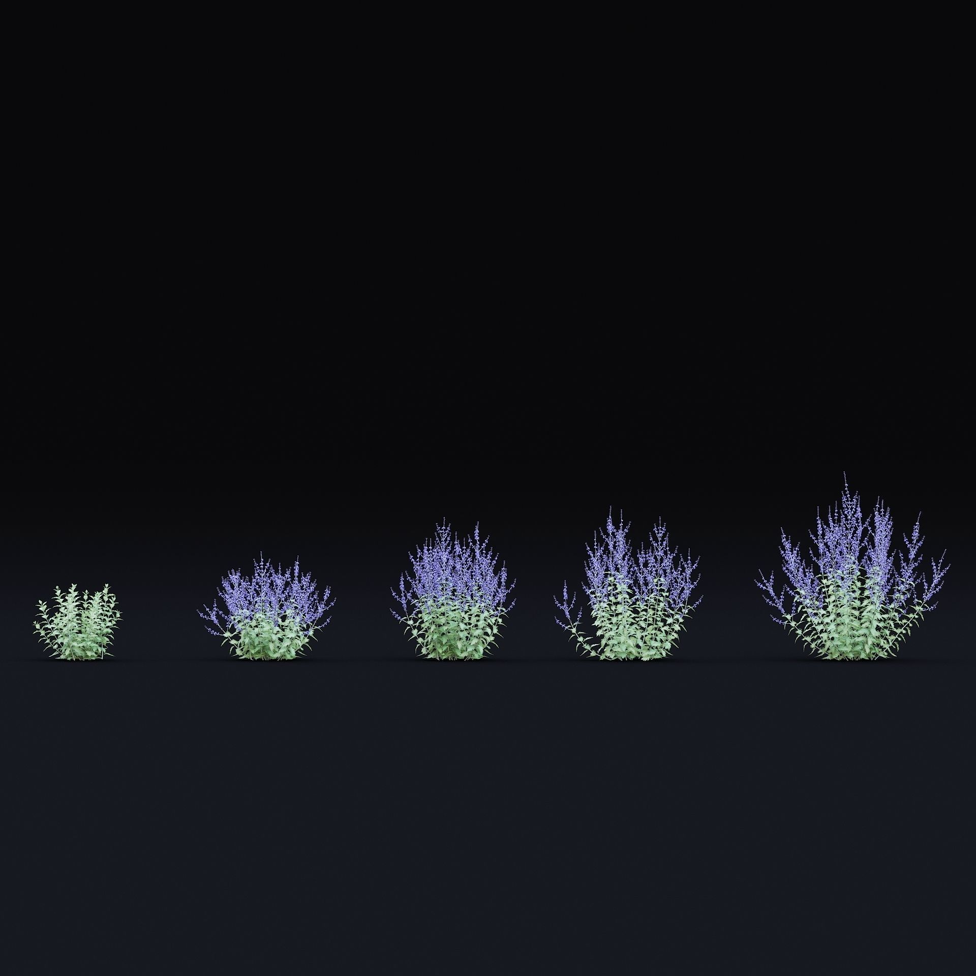 Perovskia atriplicifolia flower 3D model_7