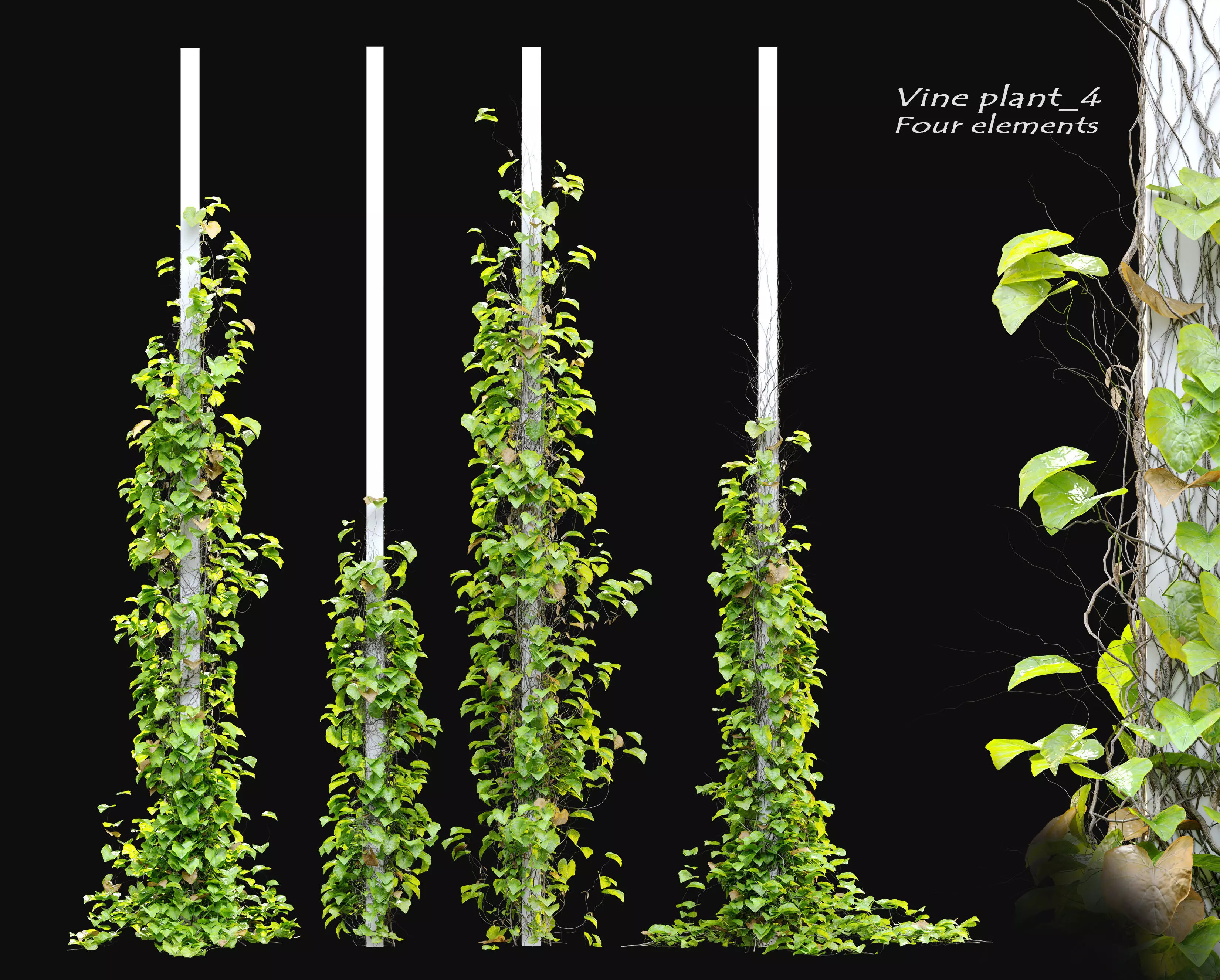 Vine Plant 4 3D model