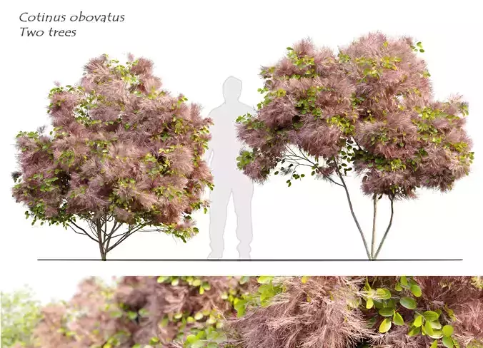 Cotinus obovatus 2