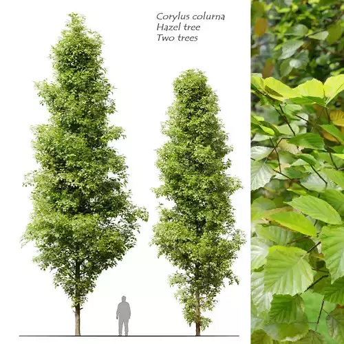 Corylus colurna 3D model