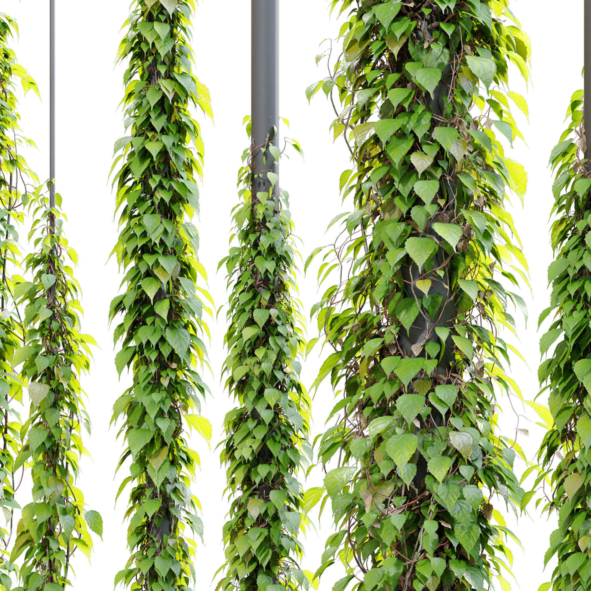 Vine plant 03 3D model_3