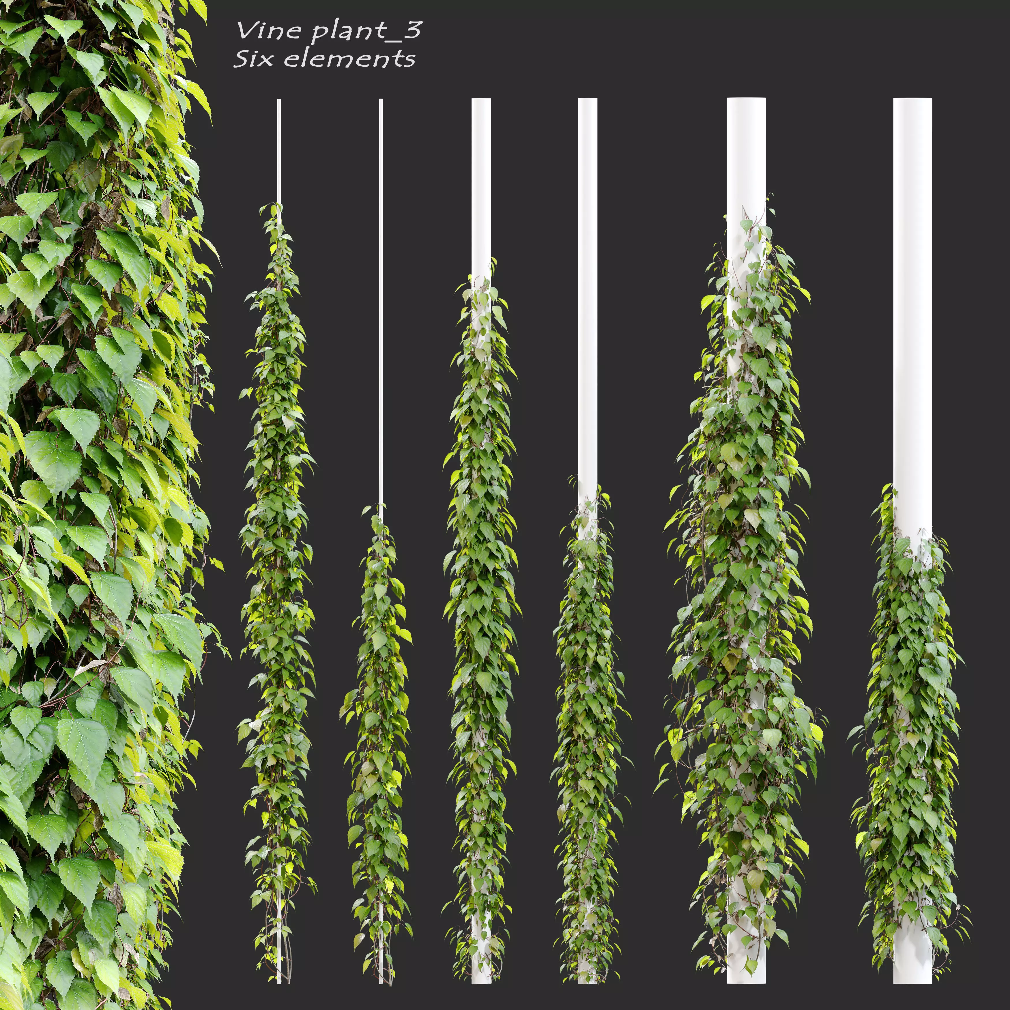 Vine plant 03 3D model_0