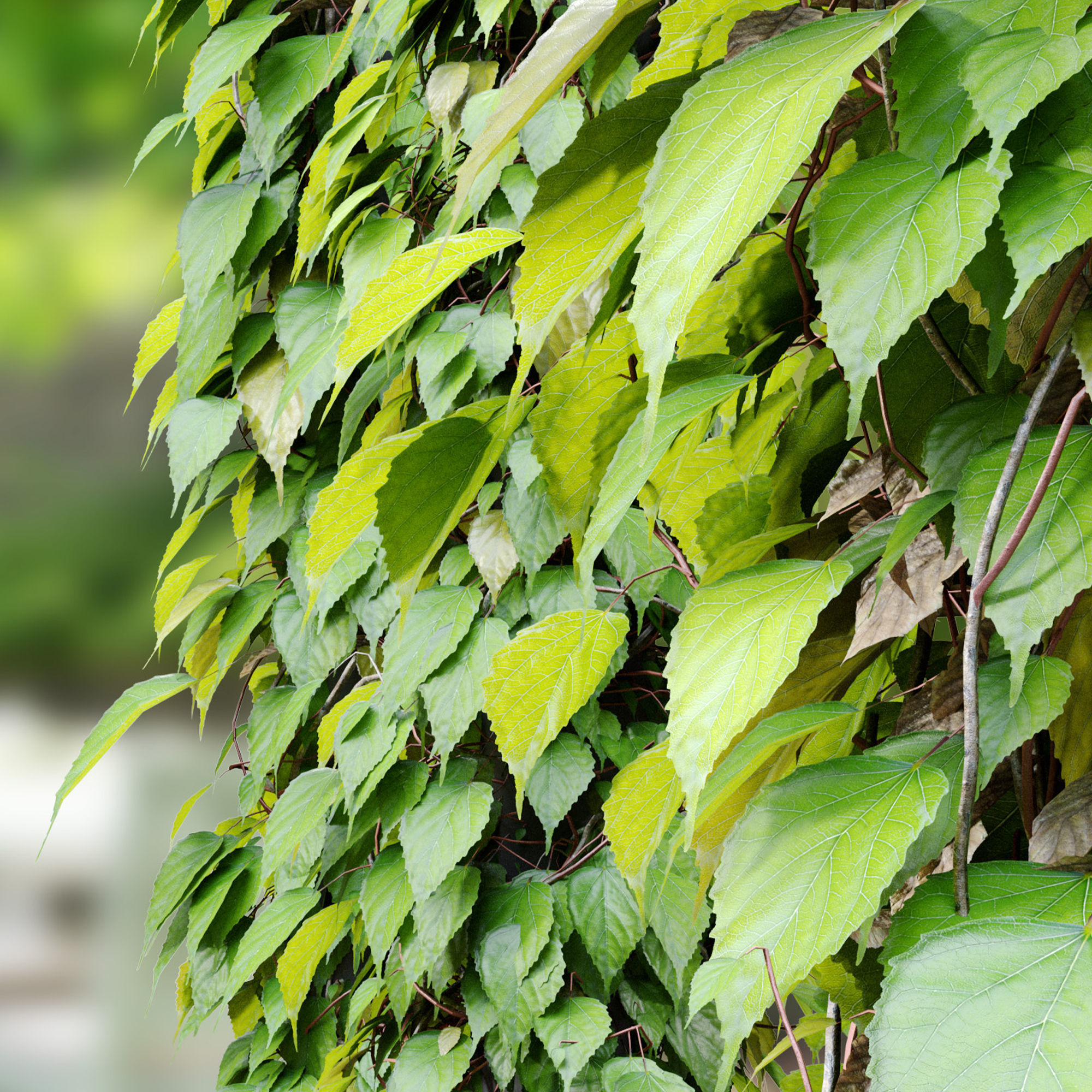 Vine plant 03 3D model_4